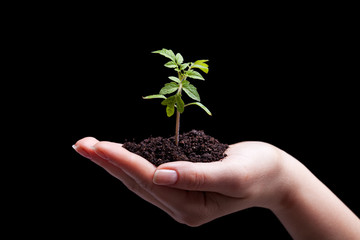Young plant in woman hand - lit from above