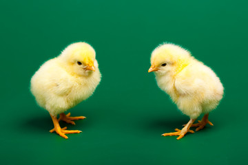 Two littke chicknens on green background