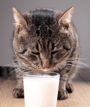 the cat drinks milk