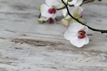Orchidee auf altem Holz