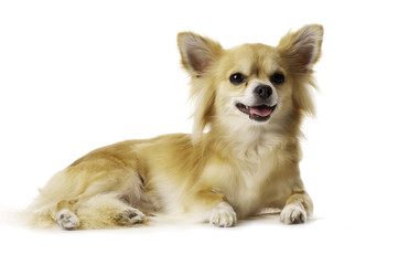 Chihuahua Laid Down Panting Isolated on a White Background