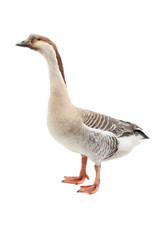 goose