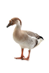 goose