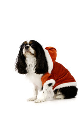King Charles Spaniel Dog Wearing a Christmas Outfit
