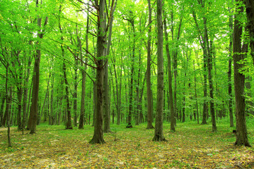 Fototapeta na wymiar drzew leśnych