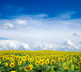 sunflowers