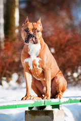 american staffordshire terrier dog portrait