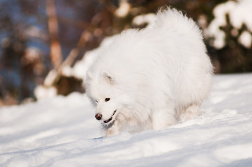 samoyed dog sniffing snow