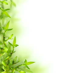 Bamboo and green leaves, background