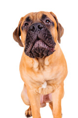 Obraz premium bullmastiff puppy barking loudly
