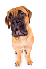 bullmastiff puppy barking loudly