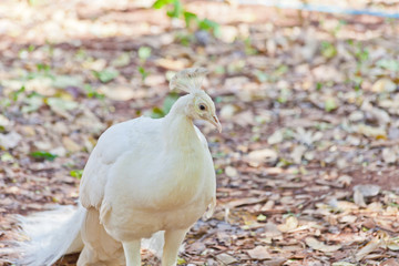 White Peacock