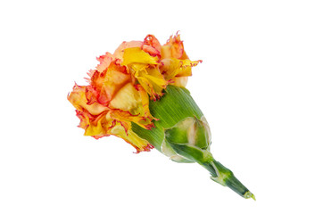 A single dry carnation on white