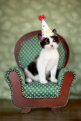 Birthday Kitten Sitting in a Chair