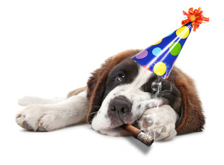 Young Saint Bernard Puppy on White Background