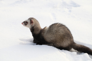 Mustela putorius furo