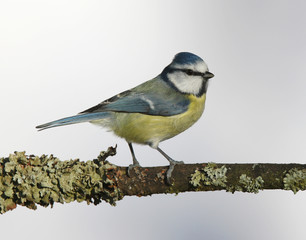 Portrait of a Blue Tit perched on a branch