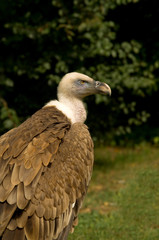 buitre