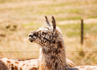 Spotted Llama