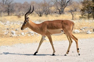 Male black-faced impala (Aepyceros melampus petersi)