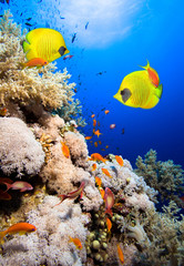 Obrazy na Szkle  Rafa koralowa i zamaskowane ryby motylkowe