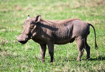 The warthog on savanna in the Ngorongoro crater, Africa
