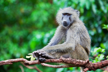 Baboon monkey in African bush. Tanzania