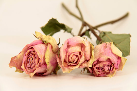 getrockene Rosen