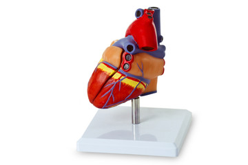 Modell eines menschlichen Herz