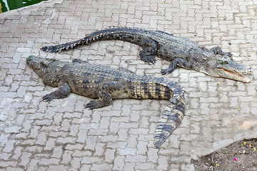 Two crocodile
