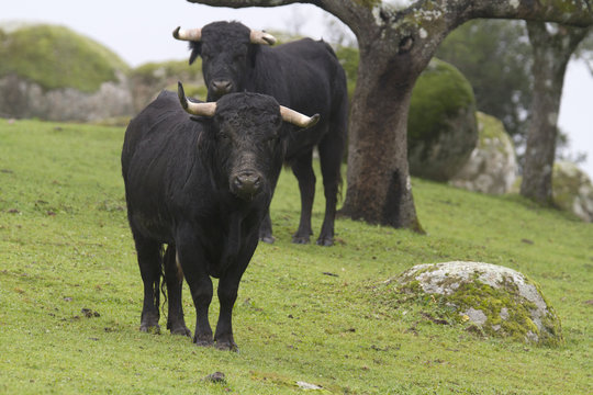 Spanish bullfighter bull