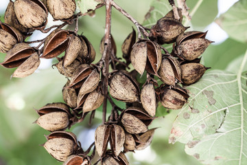 copper beech in autumn - Fagus sylvatica