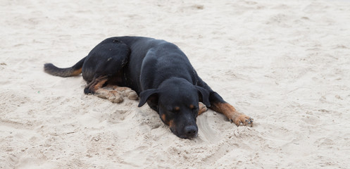 Dog sleep on the beach