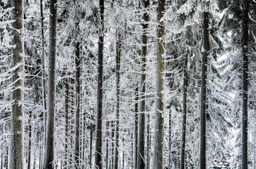 Fototapeta premium Winter trees covered with snow in Germany