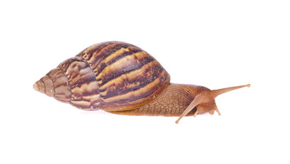 Snail (Amphidromus) isolated on white background