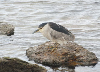 Night heron.