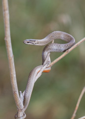 Naklejka na ściany i meble Smooth snake hanging from a tree branch.