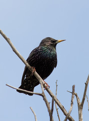 Starling sitting on a dead branch.