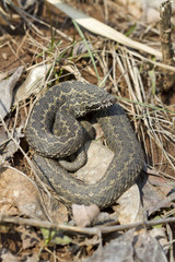 Steppe viper in a pose threats.