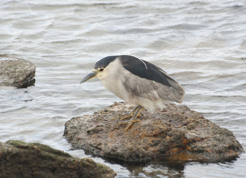 Night heron.