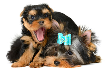 yorkshire terrier