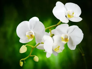 Schapenvacht deken met foto Orchidee orchidee