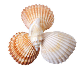 Close-up seashells on white