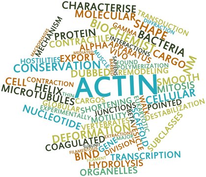 Word cloud for Actin