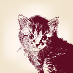 cat  vector illustration © vladischern
