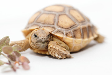 African Spurred Tortoise (Sulcata)