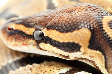 Ball Python close up