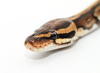 Ball Python close up