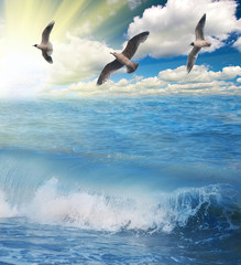 Fototapeta na wymiar mewy latające nad słoneczny błękitne morze