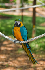 Macaw Parrot (Ara ararauna)